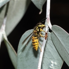 Vespula germanica at Higgins, ACT - 28 Feb 2025 09:58 AM