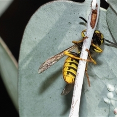 Vespula germanica at Higgins, ACT - 28 Feb 2025 09:58 AM