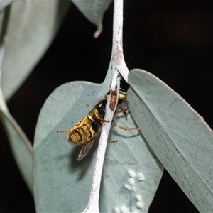 Vespula germanica at Higgins, ACT - 28 Feb 2025 09:58 AM