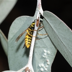 Vespula germanica at Higgins, ACT - 28 Feb 2025 09:58 AM