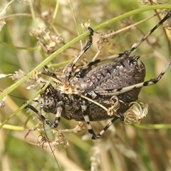 Acripeza reticulata (Mountain Katydid) at Smiggin Holes, NSW - 28 Feb 2025 by Harrisi