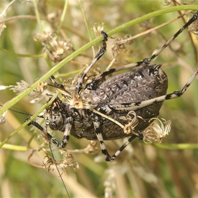 Acripeza reticulata (Mountain Katydid) at Smiggin Holes, NSW - 28 Feb 2025 by Harrisi