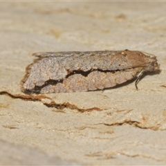 Meritastis undescribed species (A Tortricid moth) at Fyshwick, ACT - 22 Feb 2025 by Harrisi