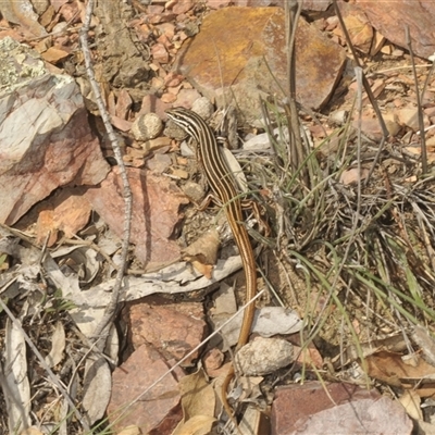 Ctenotus taeniolatus (Copper-tailed Skink) at Berridale, NSW - 28 Feb 2025 by Harrisi