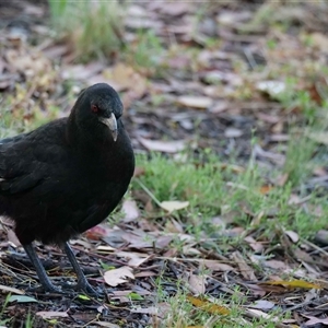 Corcorax melanorhamphos (White-winged Chough) at Higgins, ACT - 23 Nov 2020 by Untidy