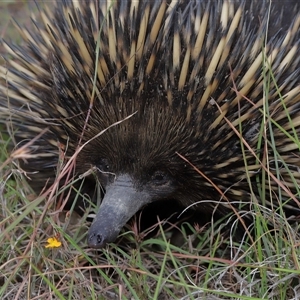 Tachyglossus aculeatus at Forde, ACT - 23 Jan 2025 11:31 AM