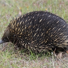 Tachyglossus aculeatus at Forde, ACT - 23 Jan 2025 11:31 AM