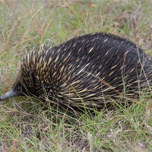 Tachyglossus aculeatus at Forde, ACT - 23 Jan 2025 11:31 AM