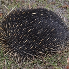 Tachyglossus aculeatus at Forde, ACT - 23 Jan 2025 11:31 AM