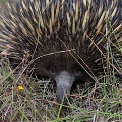 Tachyglossus aculeatus at Forde, ACT - 23 Jan 2025 11:31 AM