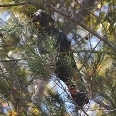 Calyptorhynchus lathami lathami (Glossy Black-Cockatoo) at Hill Top, NSW - 15 Oct 2021 by GITM2