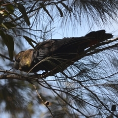 Calyptorhynchus lathami lathami at Hill Top, NSW - suppressed