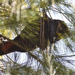 Calyptorhynchus lathami lathami at Hill Top, NSW - suppressed