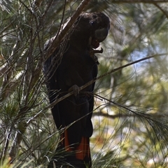 Calyptorhynchus lathami lathami at Hill Top, NSW - suppressed
