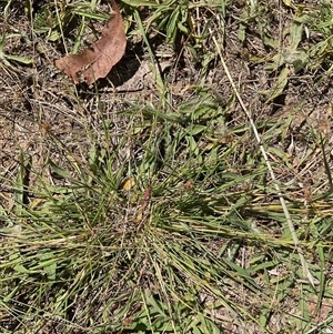 Eragrostis brownii (Common Love Grass) at Higgins, ACT - 2 Mar 2025 by Jennybach