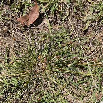 Eragrostis brownii (Common Love Grass) at Higgins, ACT - Yesterday by Jennybach