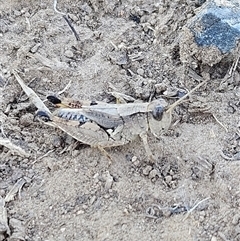 Phaulacridium vittatum (Wingless Grasshopper) at Woomargama, NSW - 2 Mar 2025 by AaronClausen