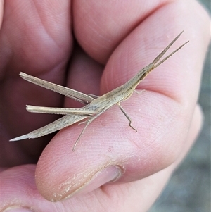 Acrida conica at Woomargama, NSW - 2 Mar 2025 08:09 AM