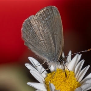 Zizina otis (Common Grass-Blue) at Symonston, ACT - 28 Feb 2025 by rawshorty