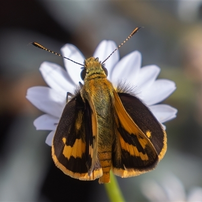 Ocybadistes walkeri (Green Grass-dart) at Symonston, ACT - 28 Feb 2025 by rawshorty