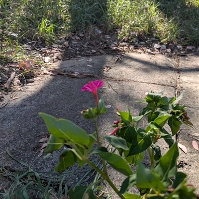 Mirabilis jalapa (Four O'clock Plant or Marvel of Peru) at Higgins, ACT - 2 Mar 2025 by MattM