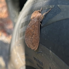 Elhamma australasiae (A Swift or Ghost moth (Hepialidae)) at Gordon, ACT - 2 Mar 2025 by GG