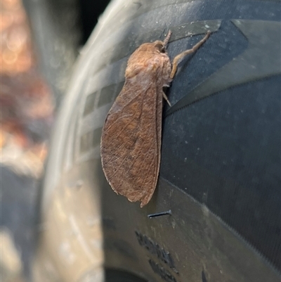 Elhamma australasiae (A Swift or Ghost moth (Hepialidae)) at Gordon, ACT - 2 Mar 2025 by GG