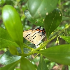 Unidentified Butterfly (Lepidoptera, Rhopalocera) at Batehaven, NSW - 15 Feb 2025 by GG