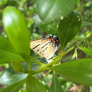 Jalmenus evagoras (Imperial Hairstreak) at Batehaven, NSW - 15 Feb 2025 by GG