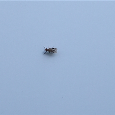 Sapromyza mallochiana (A lauxaniid fly) at Lyons, ACT - 2 Mar 2025 by ran452