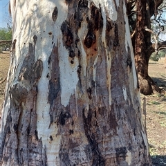 Unverified at suppressed - suppressed