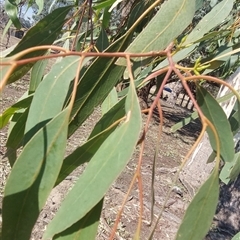 Unverified at suppressed - suppressed