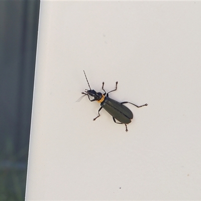 Chauliognathus lugubris (Plague Soldier Beetle) at Lyons, ACT - 2 Mar 2025 by ran452