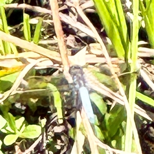 Libellulidae (family) (A dragonfly) at Gungahlin, ACT - 1 Mar 2025 by Hejor1