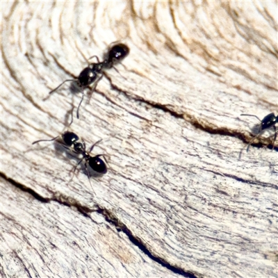 Ochetellus sp. (Unidentified Ochetellus ant) at Gungahlin, ACT - 1 Mar 2025 by Hejor1