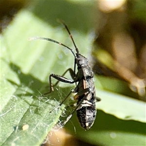 Dieuches sp. (genus) (Black and White Seed Bug) at Gungahlin, ACT - 1 Mar 2025 by Hejor1