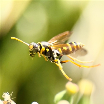 Polistes (Polistes) chinensis (Asian paper wasp) at Gungahlin, ACT - 1 Mar 2025 by Hejor1