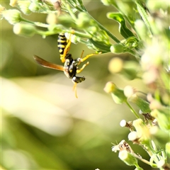 Polistes (Polistes) chinensis at Gungahlin, ACT - 1 Mar 2025 01:55 PM