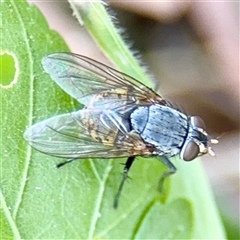 Calliphora stygia (Brown blowfly or Brown bomber) at Gungahlin, ACT - 1 Mar 2025 by Hejor1