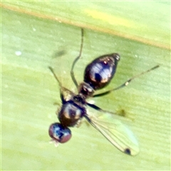 Sepsidae (family) (Ant fly) at Gungahlin, ACT - 1 Mar 2025 by Hejor1