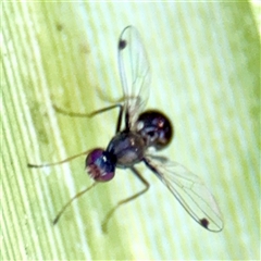 Sepsidae (family) at Gungahlin, ACT - 1 Mar 2025 02:09 PM