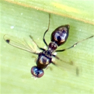 Sepsidae (family) at Gungahlin, ACT - 1 Mar 2025 02:09 PM