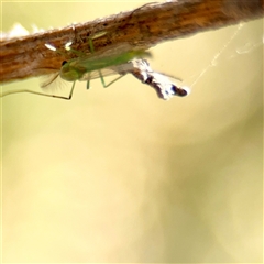 Chironomidae (family) (Non-biting Midge) at Gungahlin, ACT - 1 Mar 2025 by Hejor1