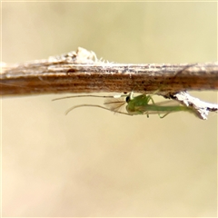 Chironomidae (family) at Gungahlin, ACT - 1 Mar 2025 01:45 PM