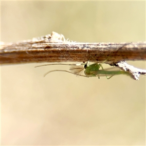 Chironomidae (family) at Gungahlin, ACT - 1 Mar 2025 01:45 PM