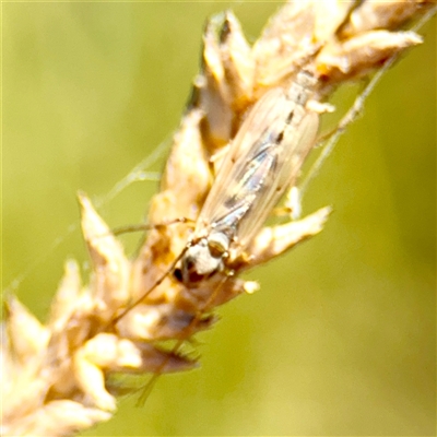 Chironomidae (family) (Non-biting Midge) at Gungahlin, ACT - 1 Mar 2025 by Hejor1