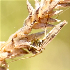 Chironomidae (family) at Gungahlin, ACT - 1 Mar 2025 02:10 PM