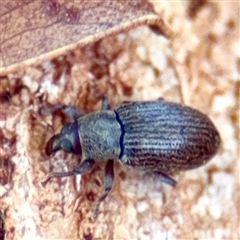 Melanterius sp. (genus) (Unidentified Melanterius weevil) at Gungahlin, ACT - 1 Mar 2025 by Hejor1