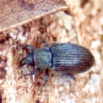 Melanterius sp. (genus) (Unidentified Melanterius weevil) at Gungahlin, ACT - 1 Mar 2025 by Hejor1