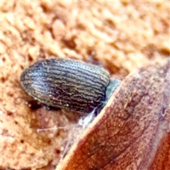 Melanterius sp. (genus) at Gungahlin, ACT - 1 Mar 2025 02:37 PM